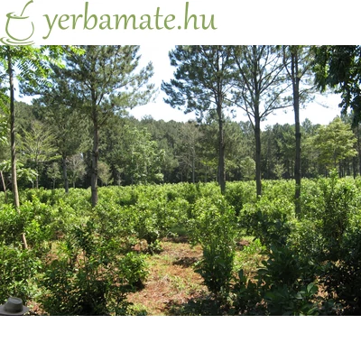 Yerba Mate Tea, Pajarito Orgánica (BIO) 500g