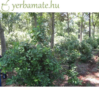 Yerba Mate Tea, Pajarito Orgánica (BIO) 500g