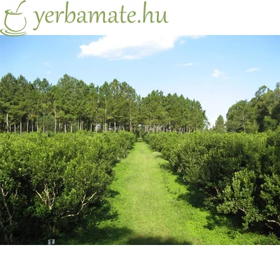 Yerba Mate Tea, Pajarito Tradicional 500g