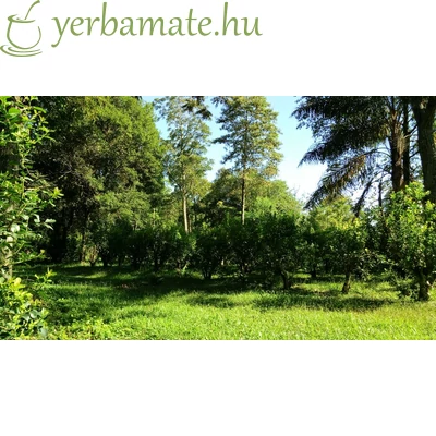 Yerba Mate Tea, Pajarito Orgánica (BIO) 500g