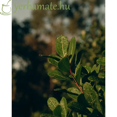 Yerba Mate Tea, Andresito Despalada 500g